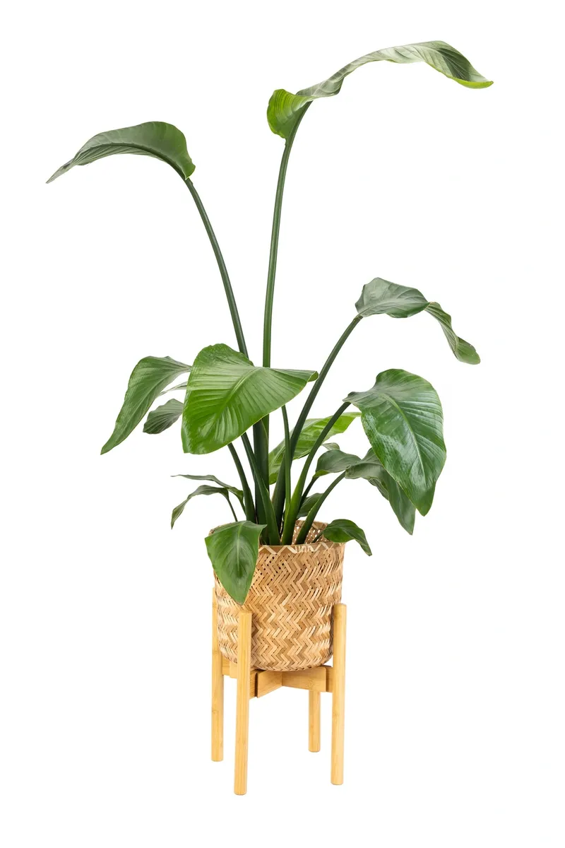 Kwietnik Stojący Nest Regulowany 25-36 cm Bambusowy - Naturalny