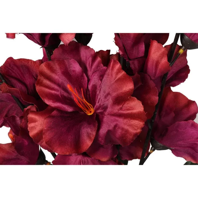 Bukiet 5 Gladioli Bordowych