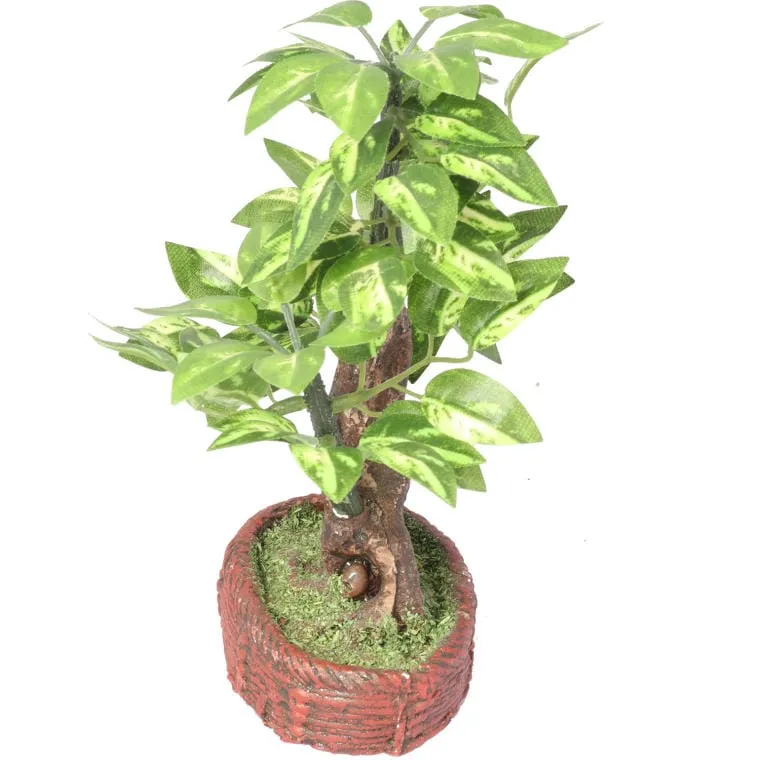 Drzewko Bonsai Na Czerwonej Podstawie