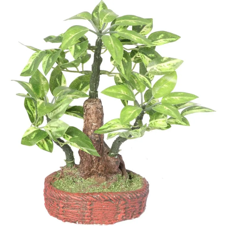 Drzewko Bonsai Na Czerwonej Podstawie