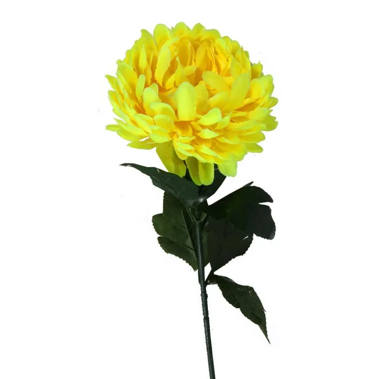 Chryzantema Pojedynczy Kwiat 70cm - Żółta