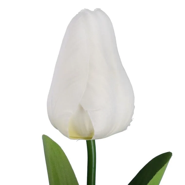 Tulipan Pojedynka Kolor - Biały