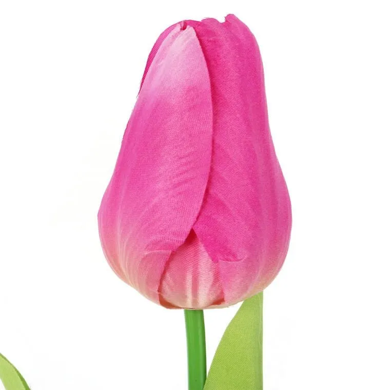 Tulipan Pojedynka Kolor Ciemno - Różowy