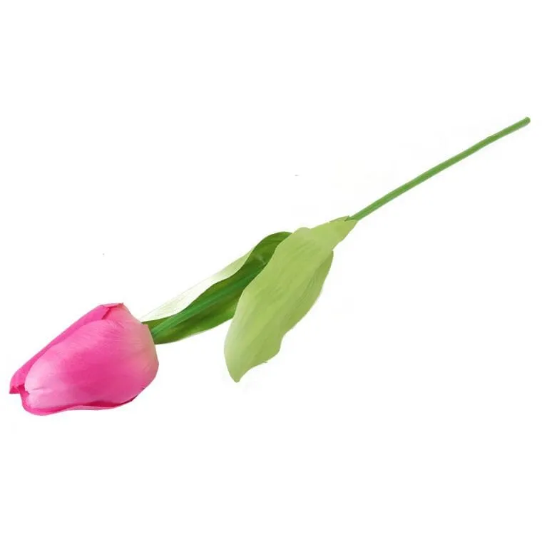 Tulipan Pojedynka Kolor Ciemno - Różowy
