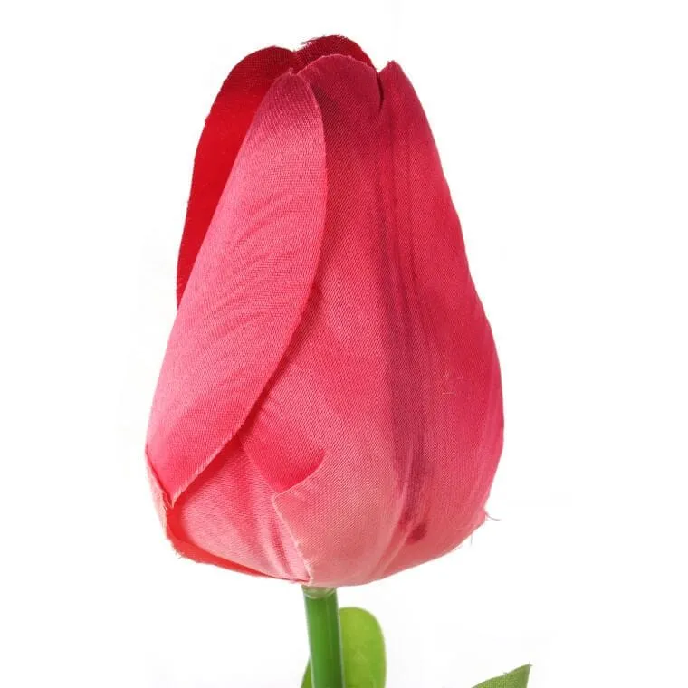 Tulipan Pojedynka Kolor - Czerwony