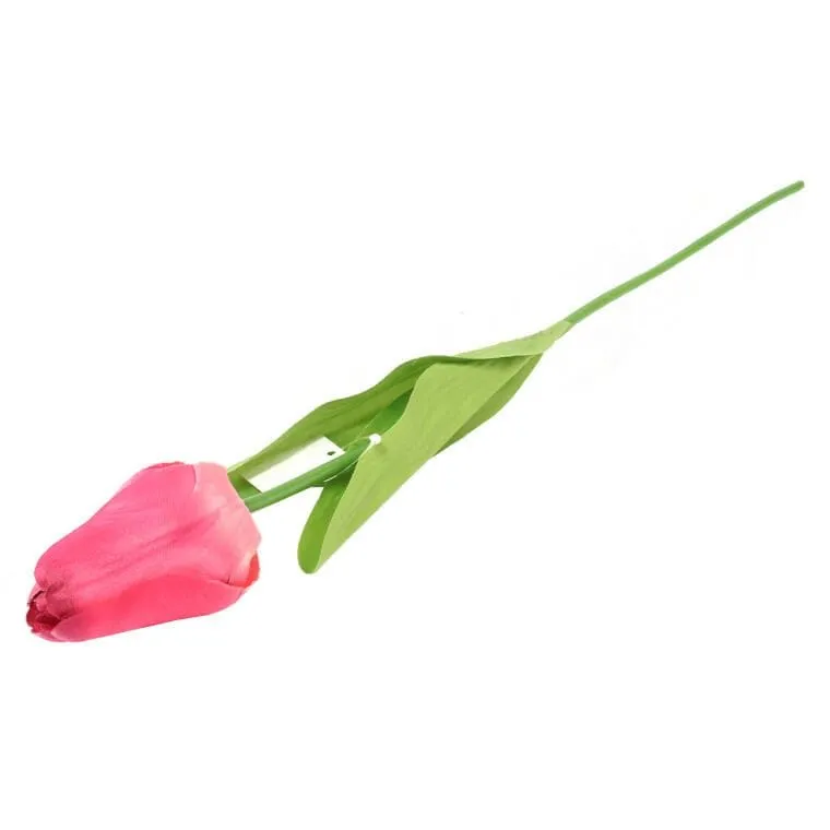 Tulipan Pojedynka Kolor - Czerwony