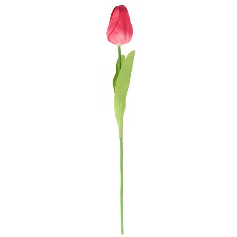 Tulipan Pojedynka Kolor - Czerwony