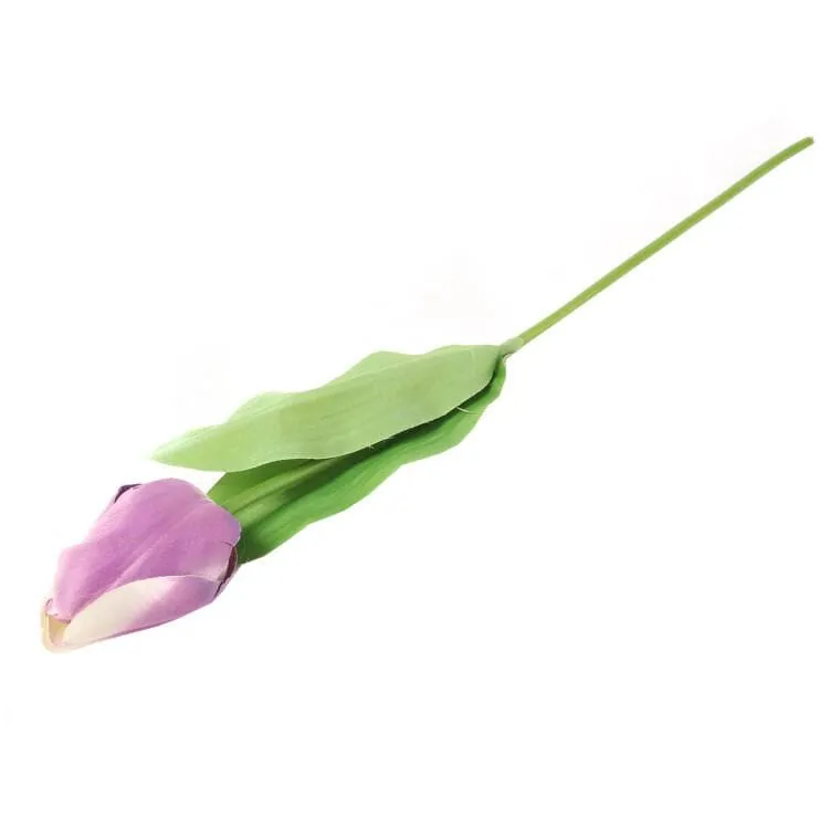 Tulipan Pojedynka Kolor - Fioletowy