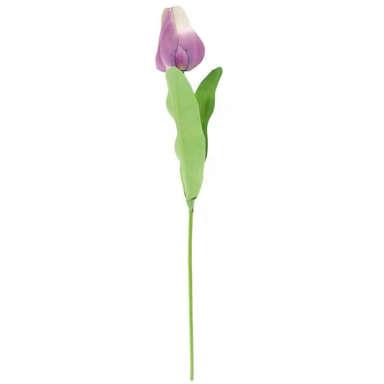 Tulipan Pojedynka Kolor - Fioletowy