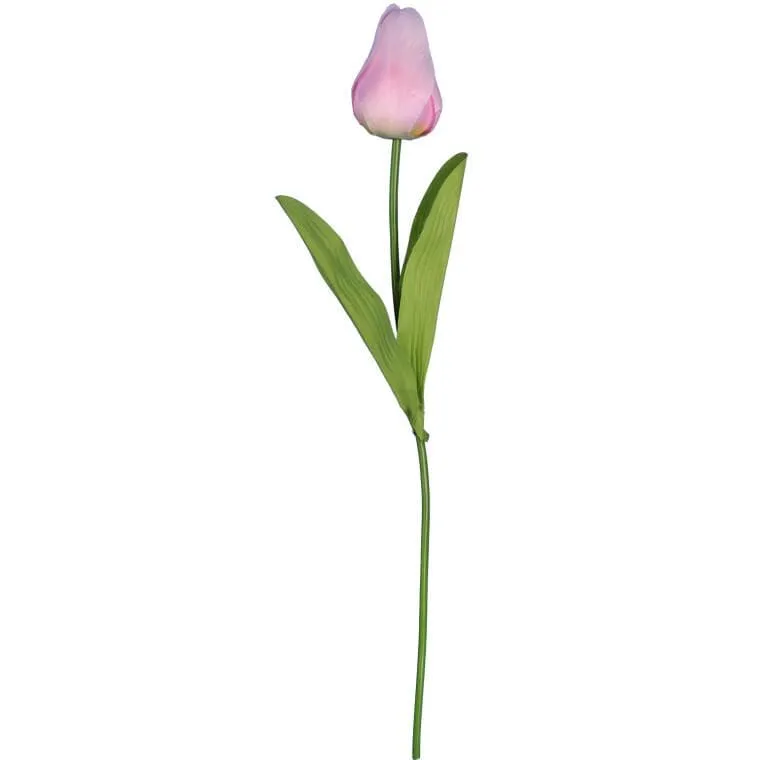 Tulipan Pojedynka Kolor Jasno - Różowy