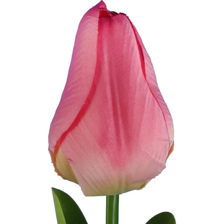 Tulipan Pojedynka Kolor - Różowy