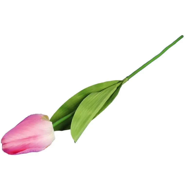 Tulipan Pojedynka Kolor - Różowy
