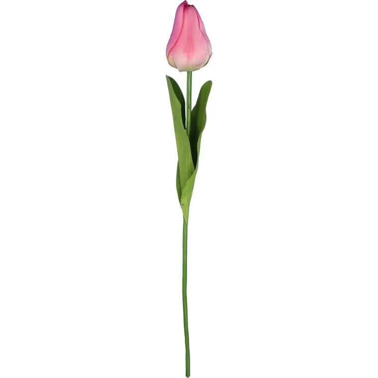 Tulipan Pojedynka Kolor - Różowy