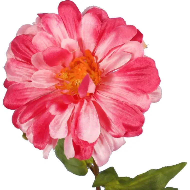 Ciemnoróżowa Cynia - Gałązka Kwiatu O Wysokości 75 cm