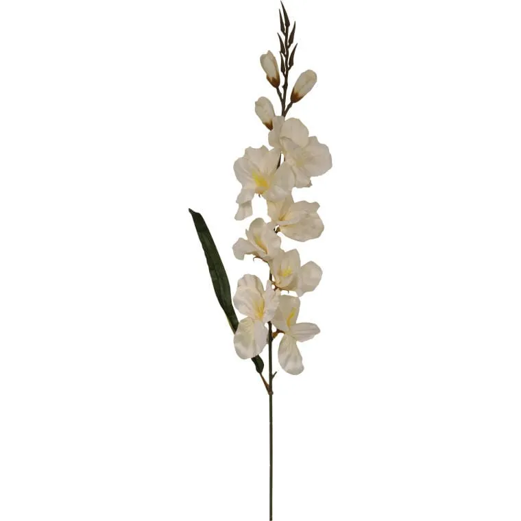 Gladiola - Biała