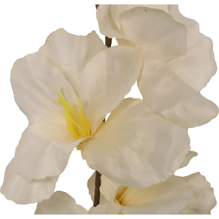 Gladiola - Biała