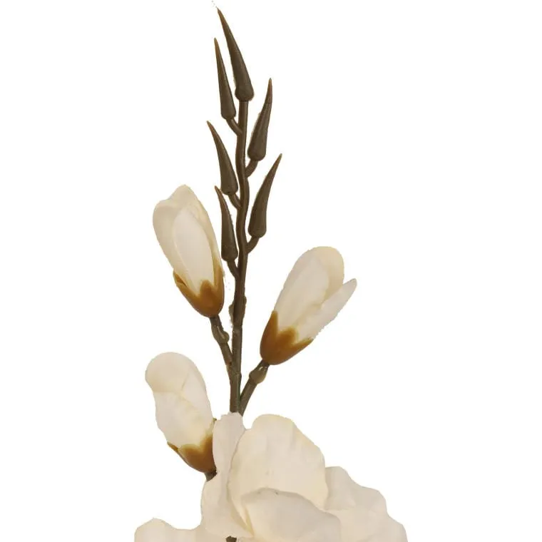 Gladiola - Biała