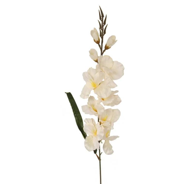 Gladiola - Biała