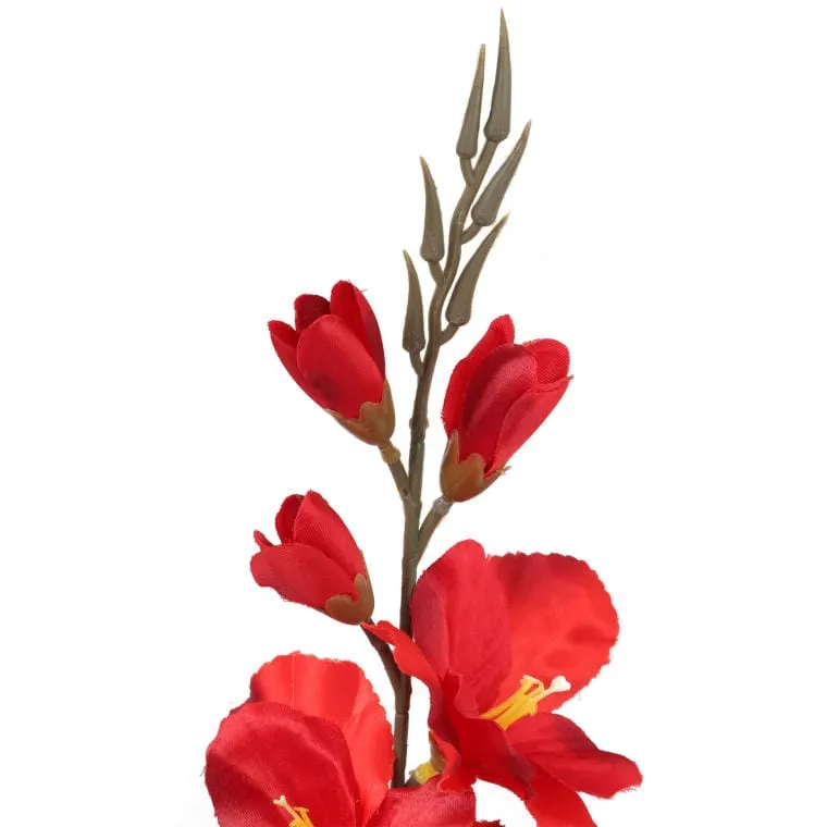 Gladiola - Czerwona