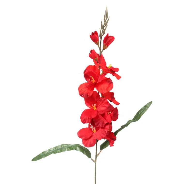 Gladiola - Czerwona