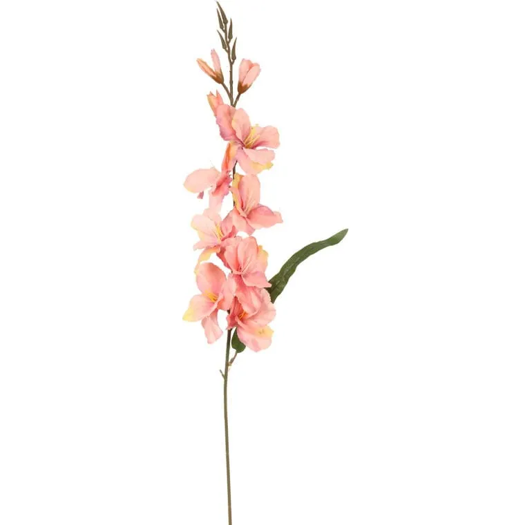 Gladiola Łososiowa
