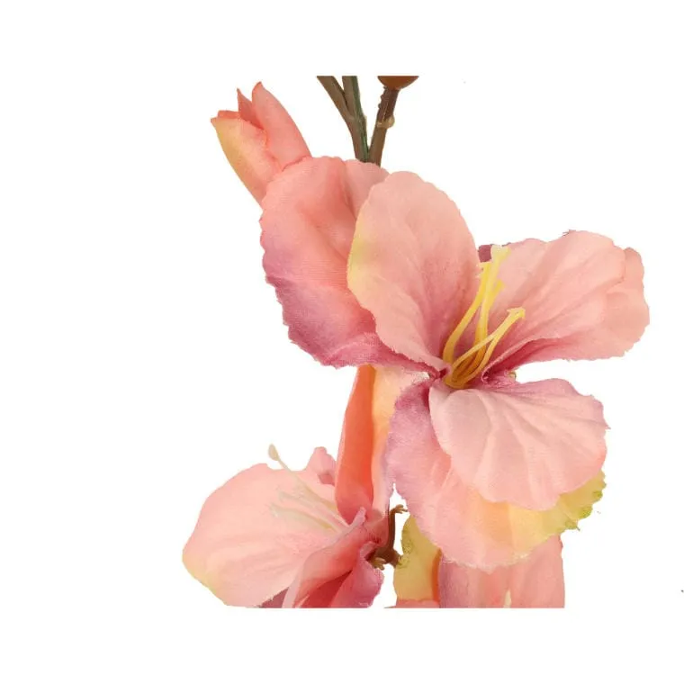 Gladiola Łososiowa
