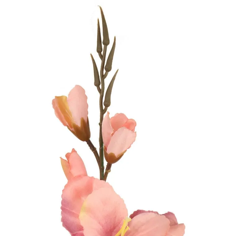 Gladiola Łososiowa
