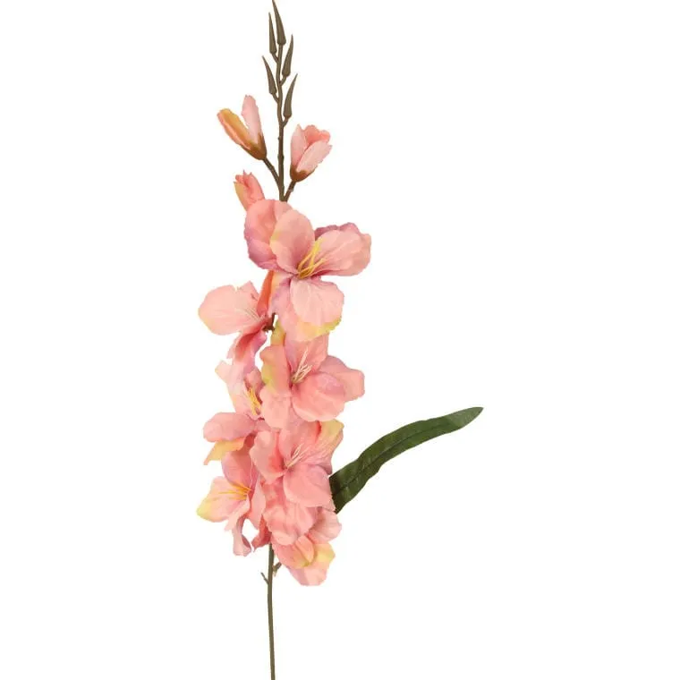 Gladiola Łososiowa