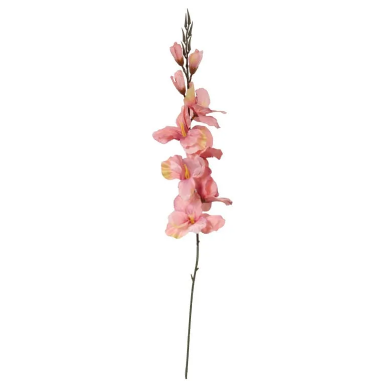 Gladiola, Jasno-Różowa, M-70