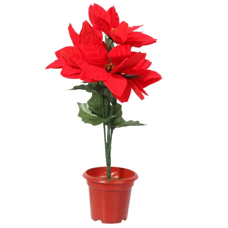 Czerwone Poinsecje W Doniczce - Bukiet 5 Sztuk, Wysokość 35 cm