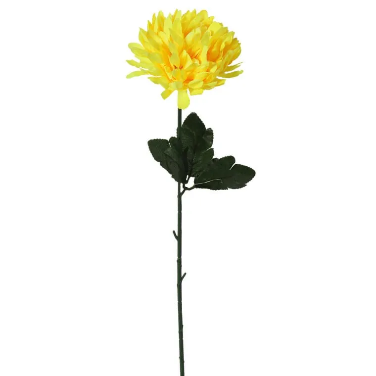 Chryzantema Pojedynczy Kwiat 50 cm - Żółty