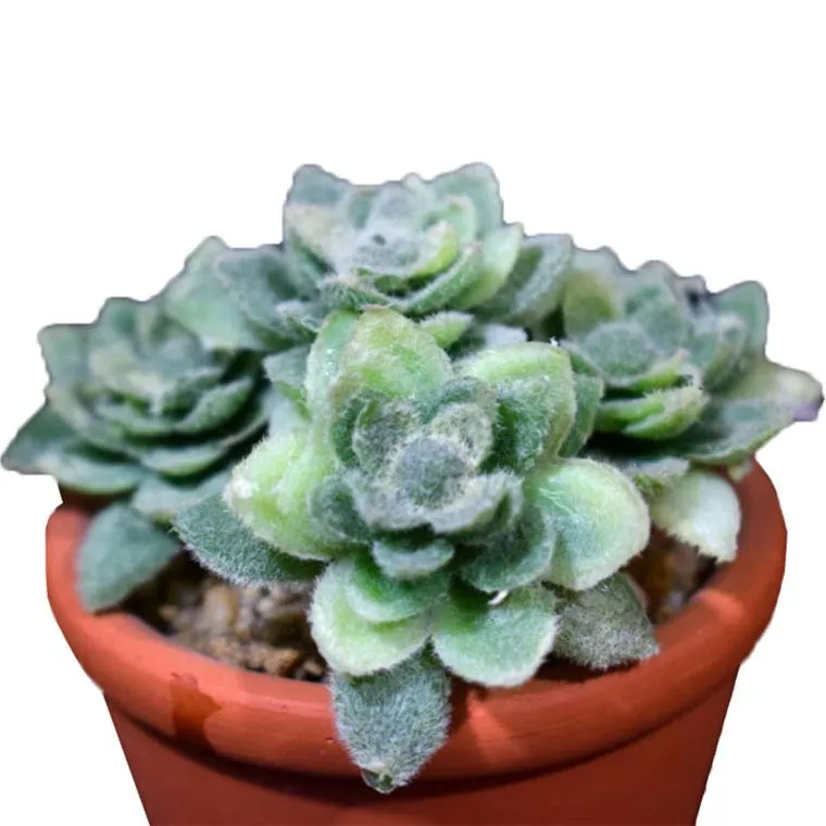 Mini Sukulent W Doniczce Imitującej Cegłę 8 cm - Zielony