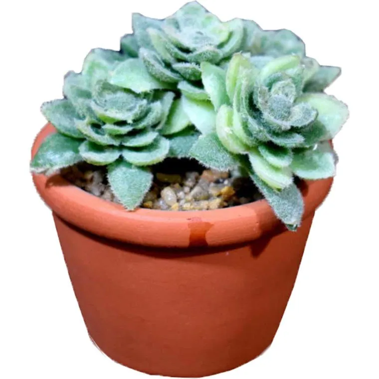 Mini Sukulent W Doniczce Imitującej Cegłę 8 cm - Zielony