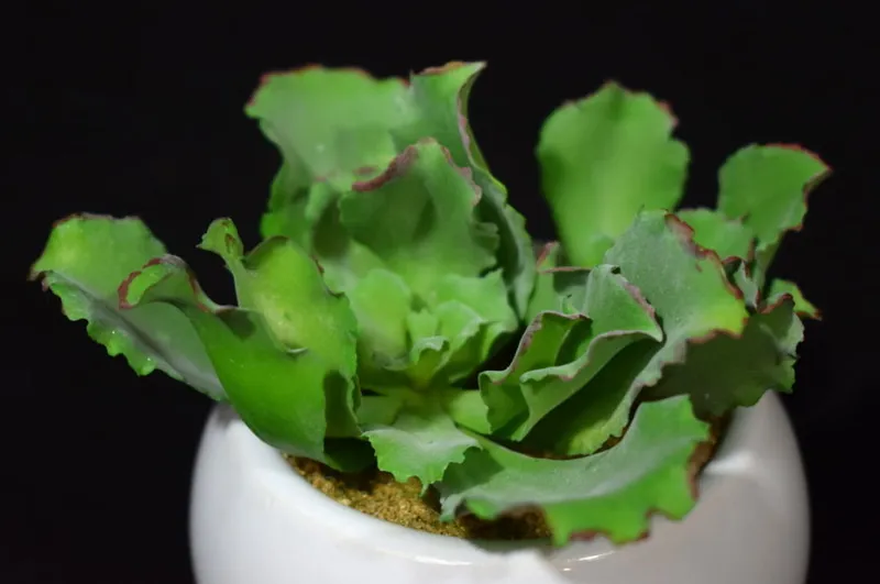 Sztuczny Sukulent W Białej Ceramicznej Doniczce, 11cm Wysokość, 10cm Szerokość