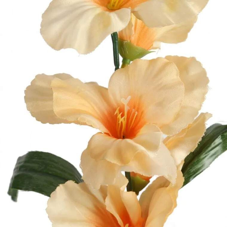 Gladiola Łososiowa 55 cm