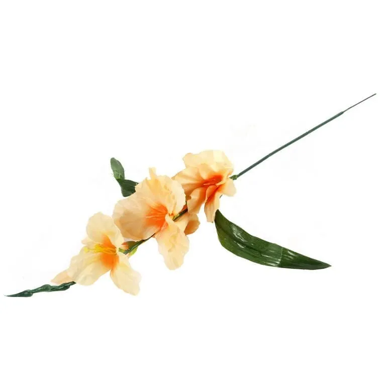 Gladiola Łososiowa 55 cm