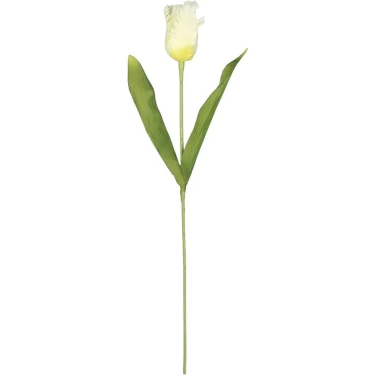 Tulipan Strzępiasty 54 cm - Biały
