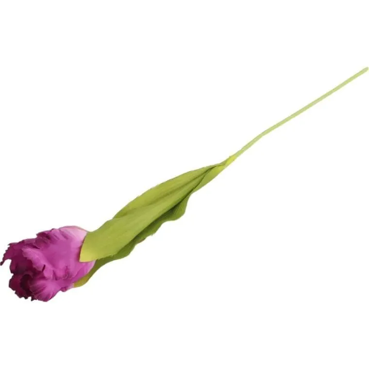 Tulipan Strzępiasty 54 cm - Fioletowy