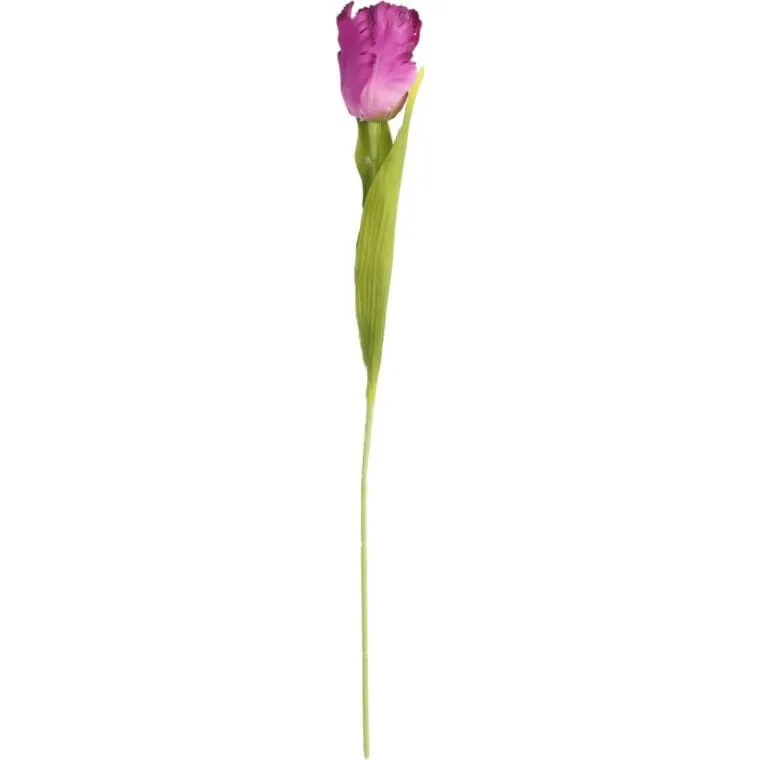 Tulipan Strzępiasty 54 cm - Fioletowy