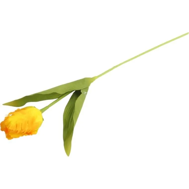 Tulipan Strzępiasty 54 cm - Żółty