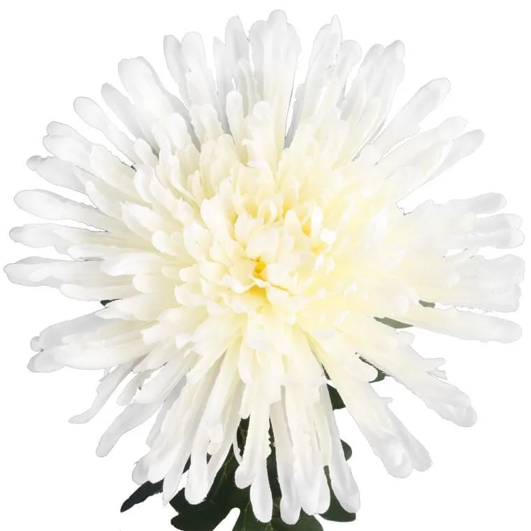 Chryzantema 76 cm - Biała