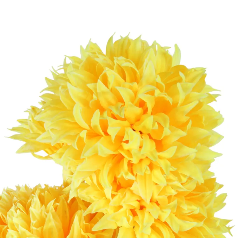 Bukiet 7 Dużych Chryzantem W Kolorze Żółtym 74 cm