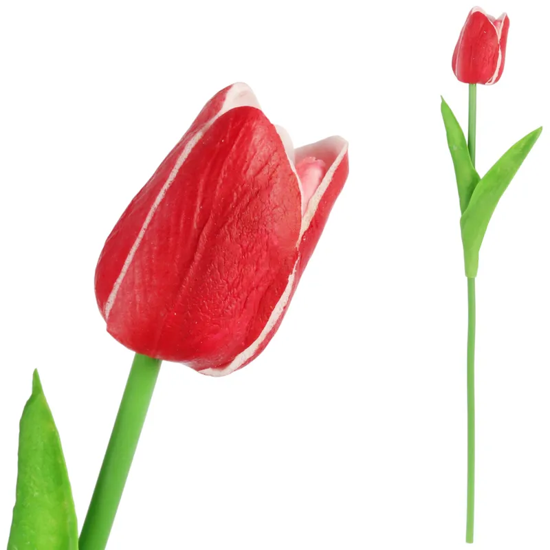 Tulipan Pojedynka Kolor - Czerwono-Biały