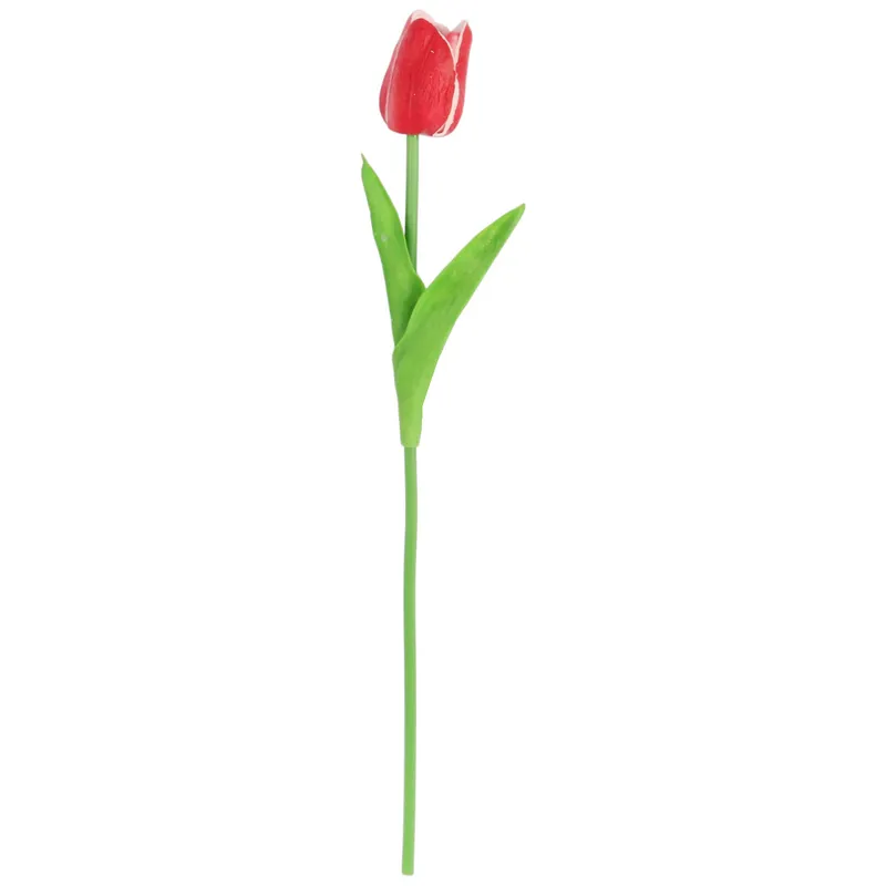 Tulipan Pojedynka Kolor - Czerwono-Biały
