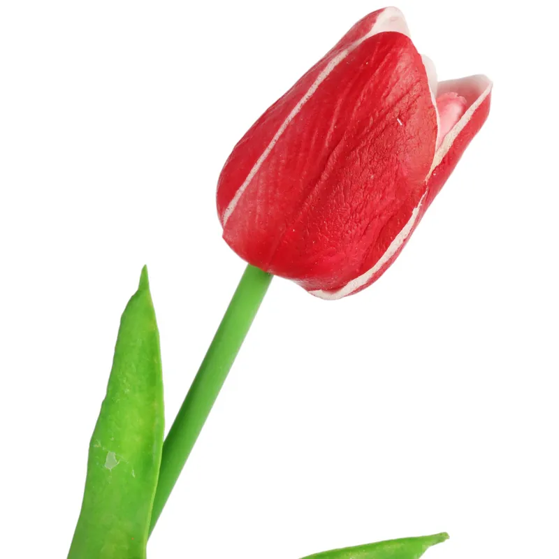Tulipan Pojedynka Kolor - Czerwono-Biały
