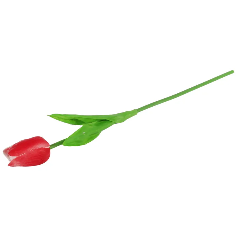 Tulipan Pojedynka Kolor - Czerwono-Biały