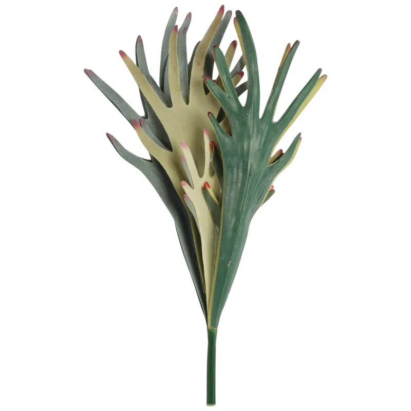 Bukiet Paproci Łosie Rogi (Staghorn Fern) 48 cm