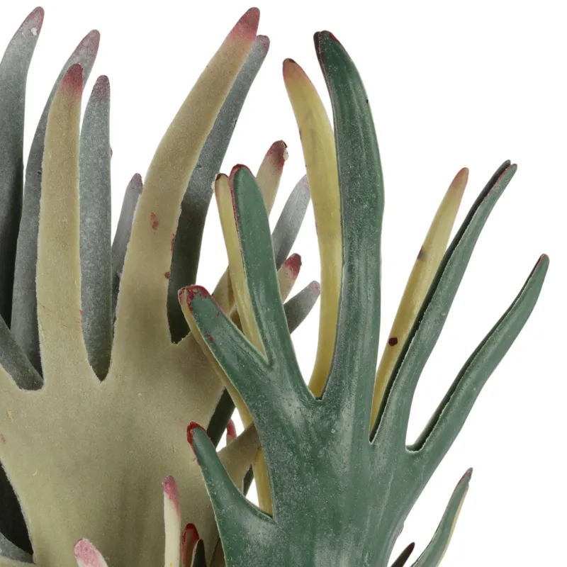 Bukiet Paproci Łosie Rogi (Staghorn Fern) 48 cm