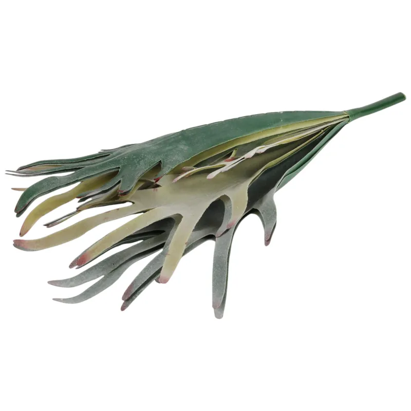 Bukiet Paproci Łosie Rogi (Staghorn Fern) 48 cm