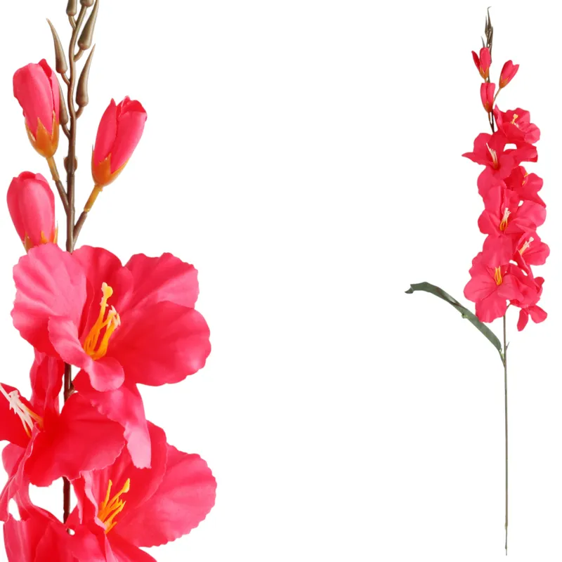 Mieczyk Ciemno-Różowy Gladiola 76 cm